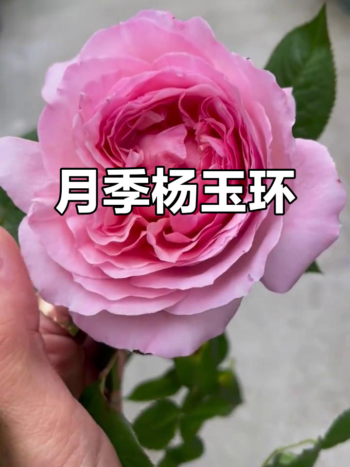 杨玉环月季:美丽油亮叶子与中等粉色花朵的完美结合