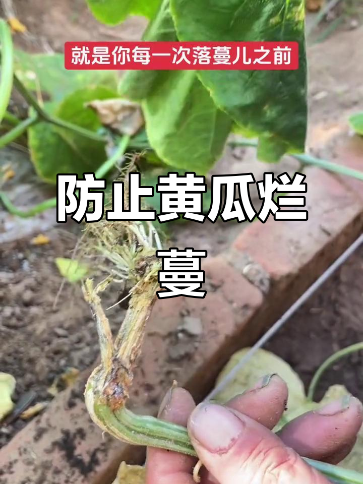 黄瓜蔓枯病防治技巧,轻松搞定不复发
