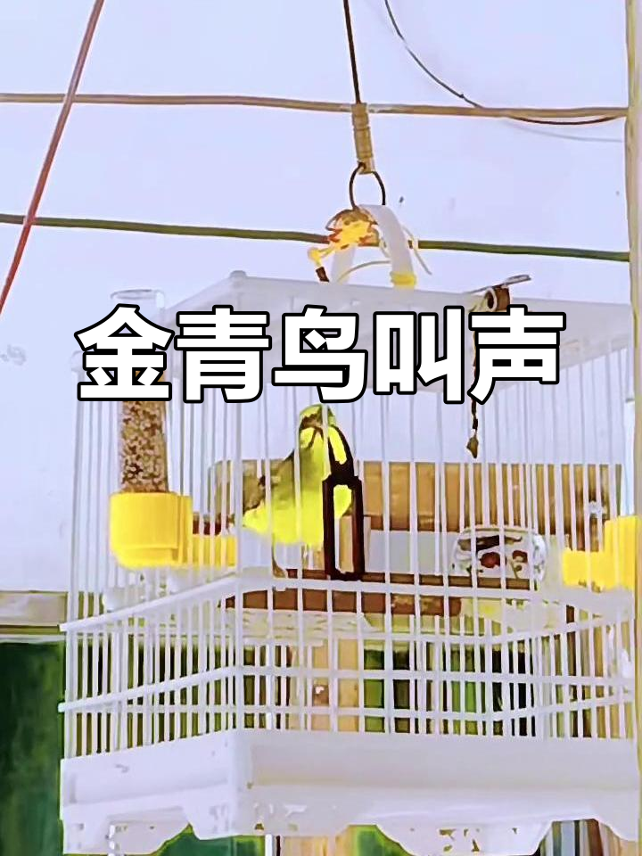 金青鸟鸣叫,清脆悦耳