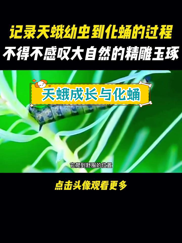 天蛾幼虫蜕变全过程,大自然的神奇创造