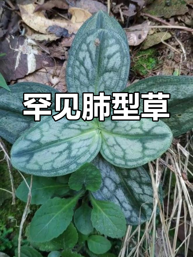 稀有肺型草,珍贵至极