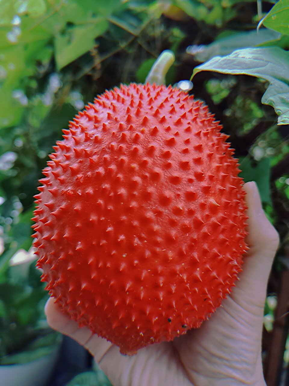 木鳖果,momordica cochinchinensis 葫芦科