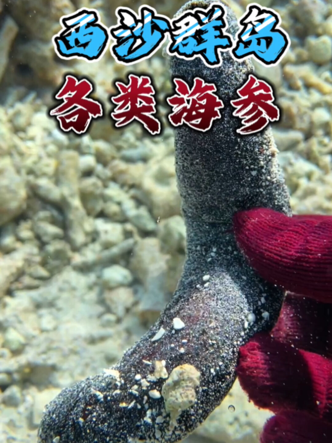带你吃遍西沙群岛野生海参