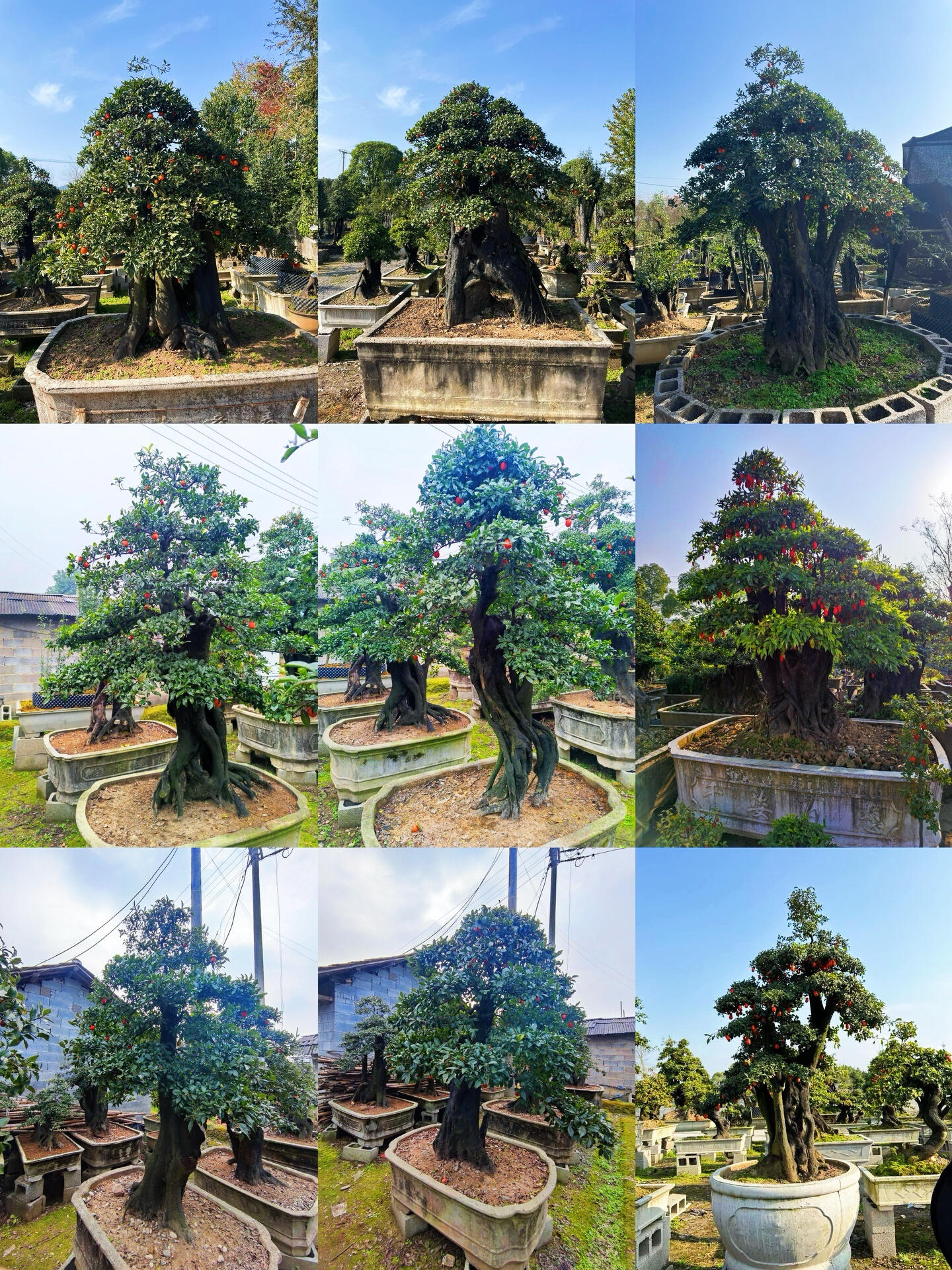 听我一句劝!庭院主景树用百年老桩金弹子