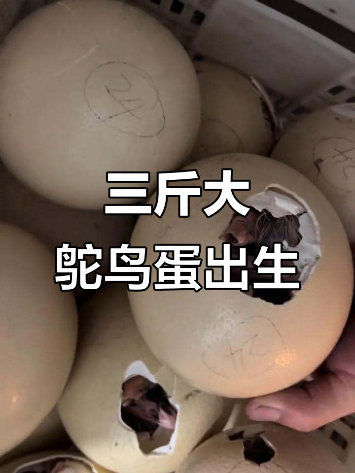 鸵鸟蛋孵化全过程,三斤重宝宝出生瞬间超萌