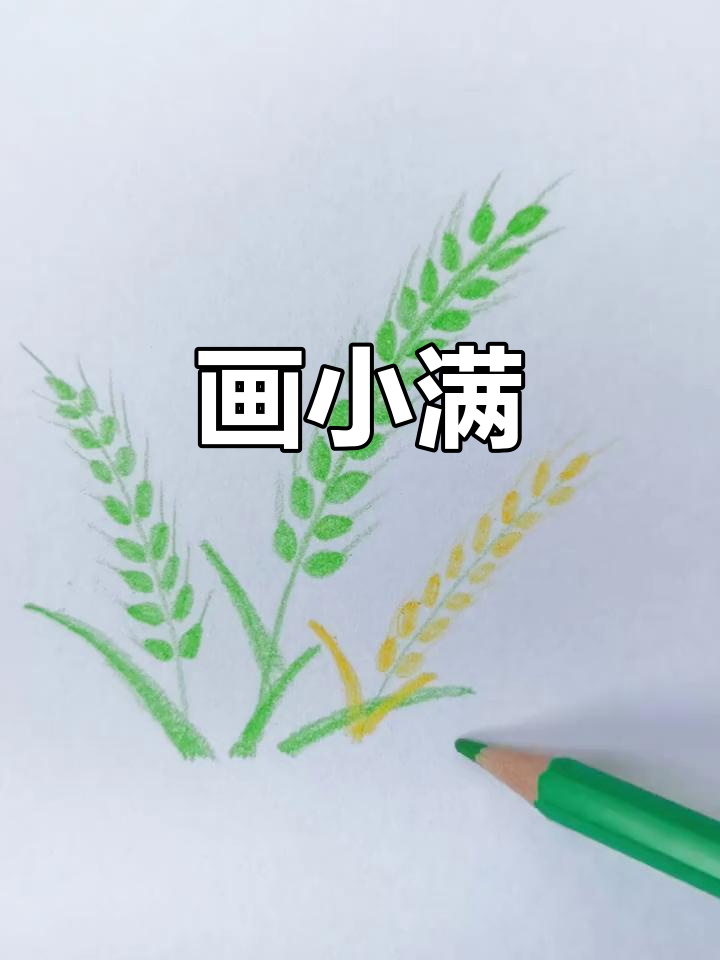 小满节气简笔画教程