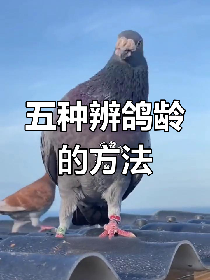 鸽子为什么叫