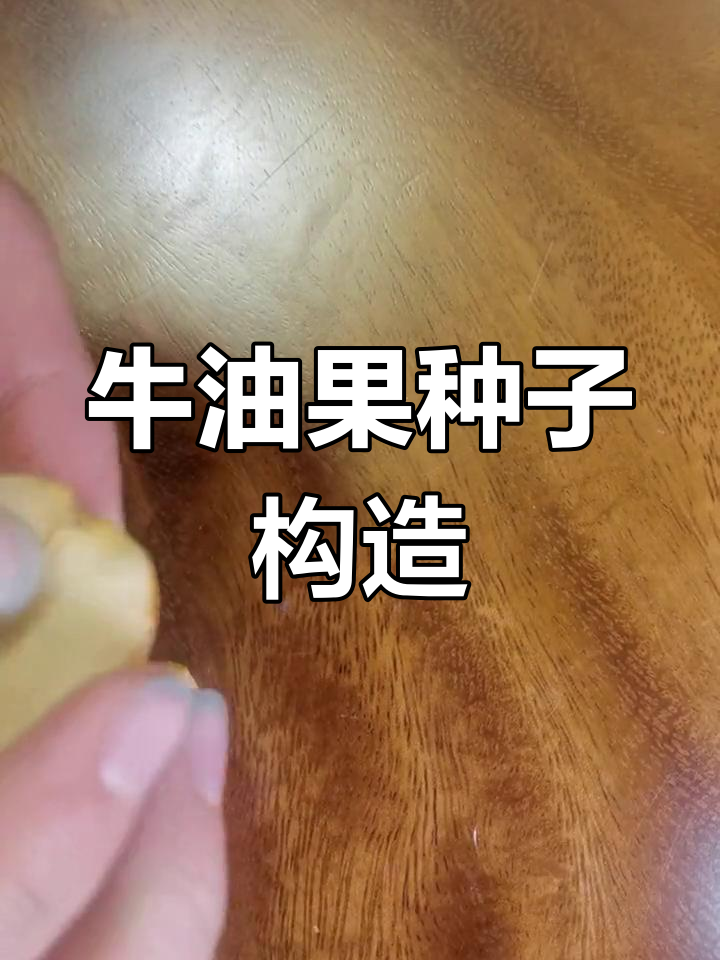 牛油果结构图图片