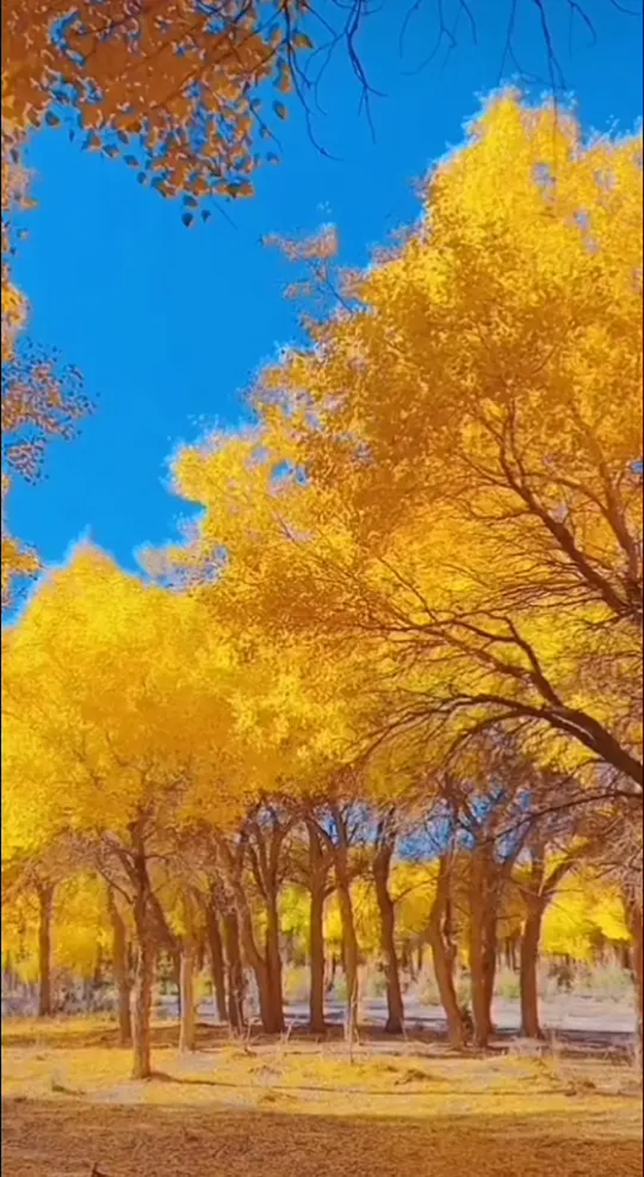 秋日的胡杨林,金黄的叶片与蓝天相映成趣