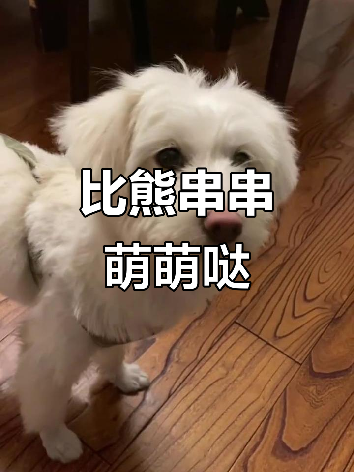 比熊串串的可爱日常,萌态十足