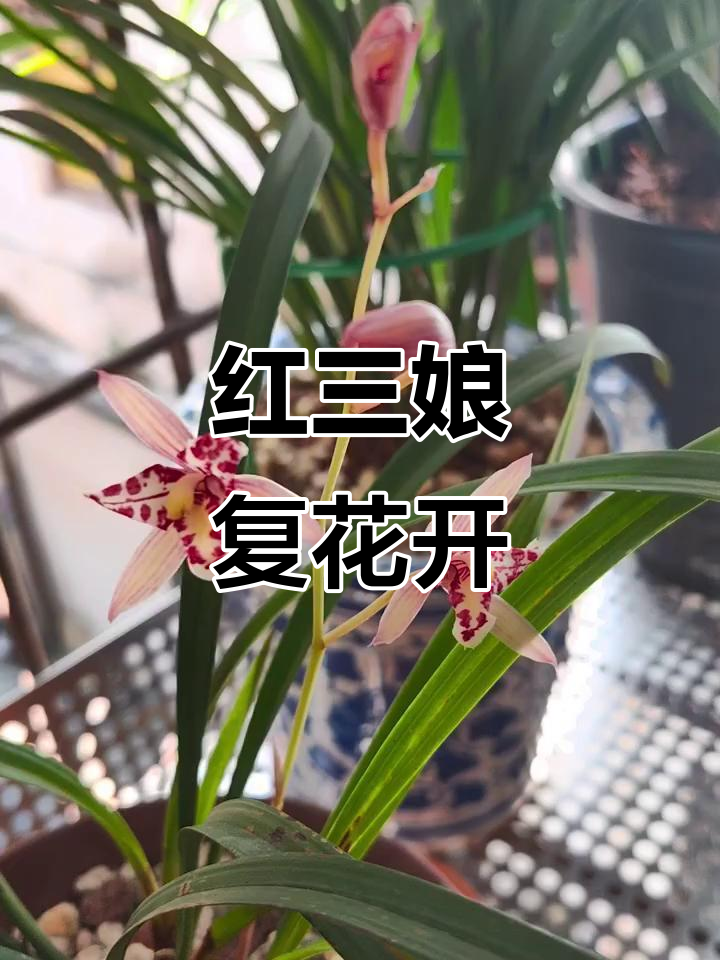 建兰红三娘复花,美丽再现