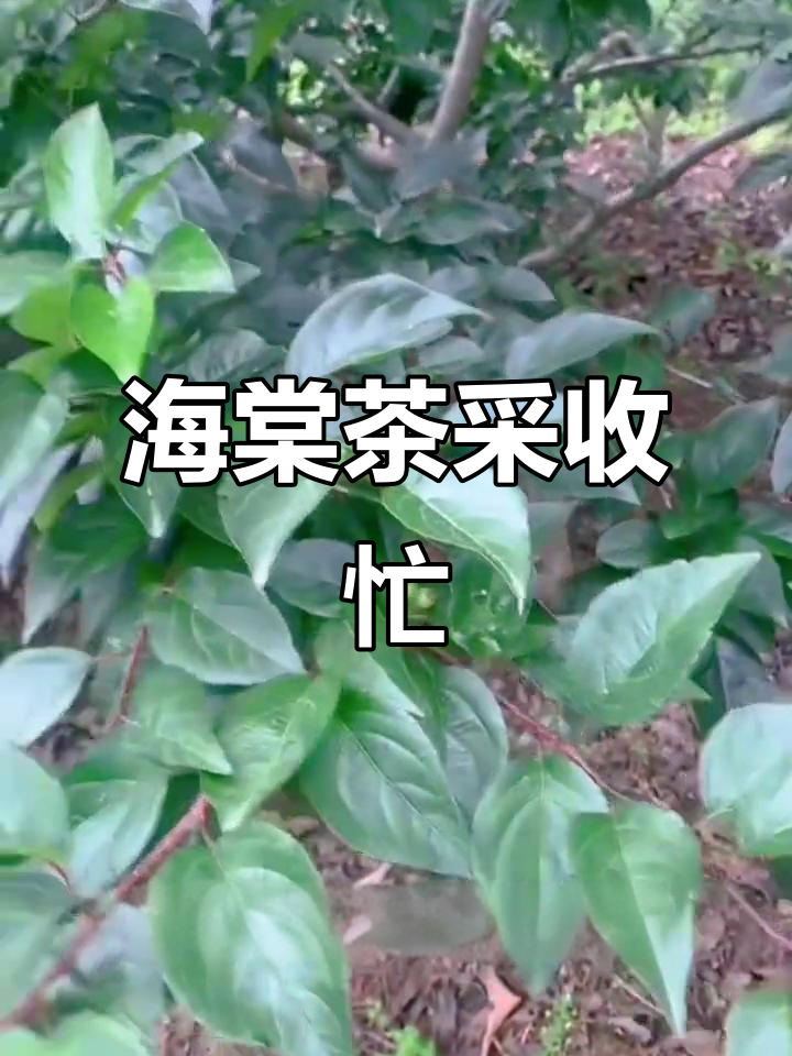 端午时节,三皮罐海棠茶火热采摘与加工中