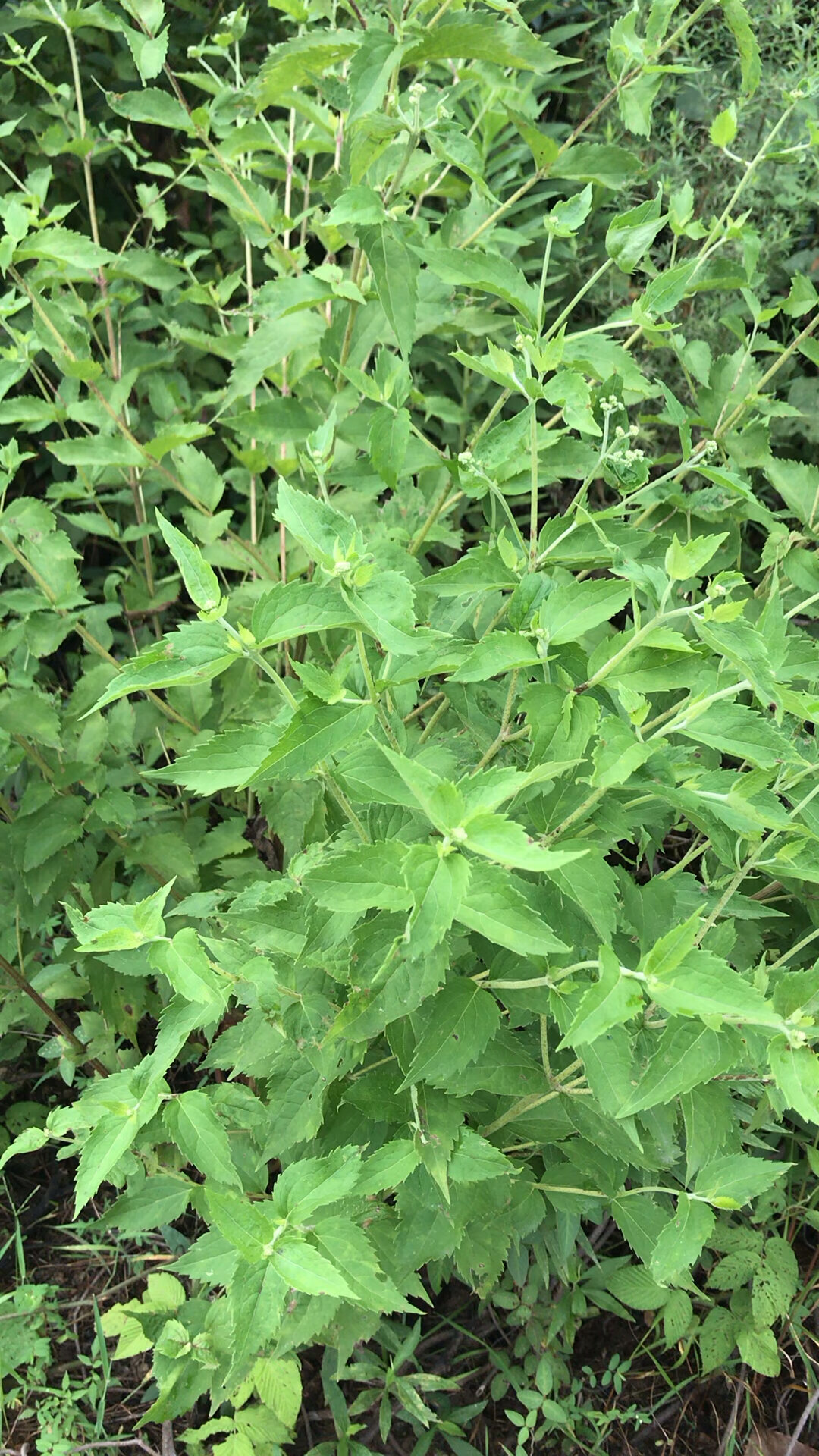 再看长大些开花的多须公,是不是很惊喜呢?