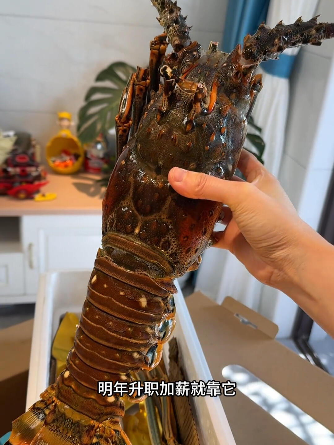 来自古巴的深海活冻超大龙虾礼盒非常高档