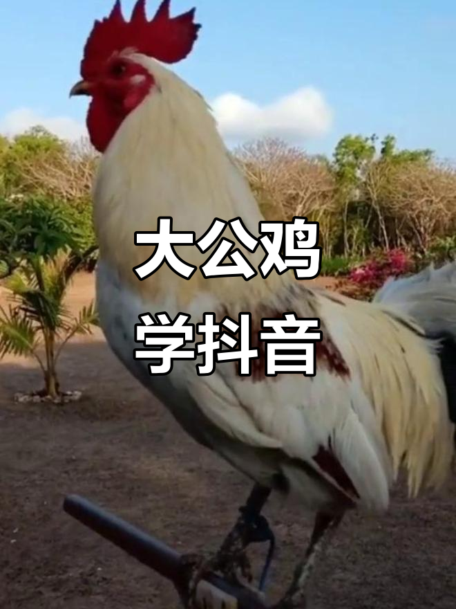 抖音上卖鸡=抖音上卖鸡蛋需要哪些手续
