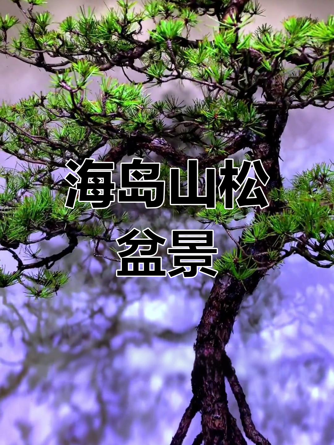 岭南海岛山松盆景:神仙下凡,磨难成空