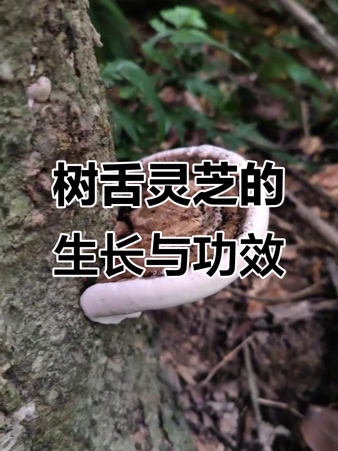 树舌灵芝生长时间差异大,不同品种效果也不同