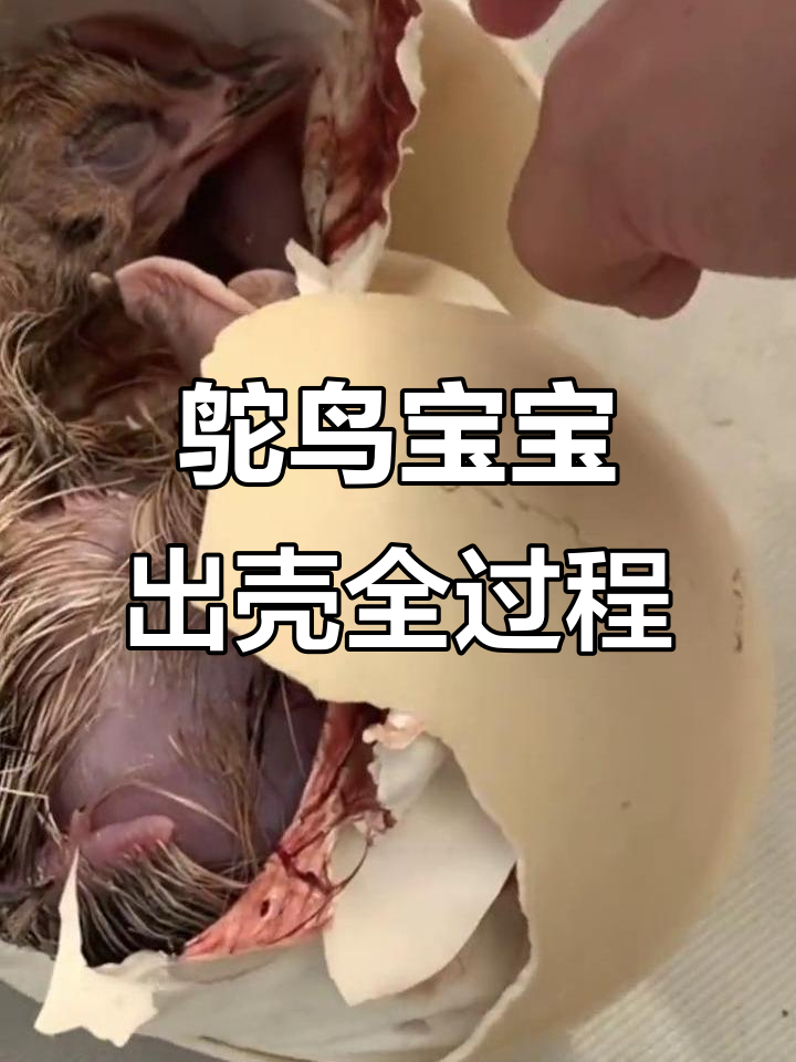 小鸵鸟宝宝破壳瞬间,萌态十足!