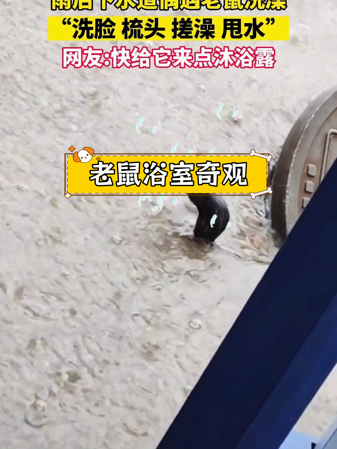 雨后下水道惊现老鼠洗澡,网友调侃快加沐浴露