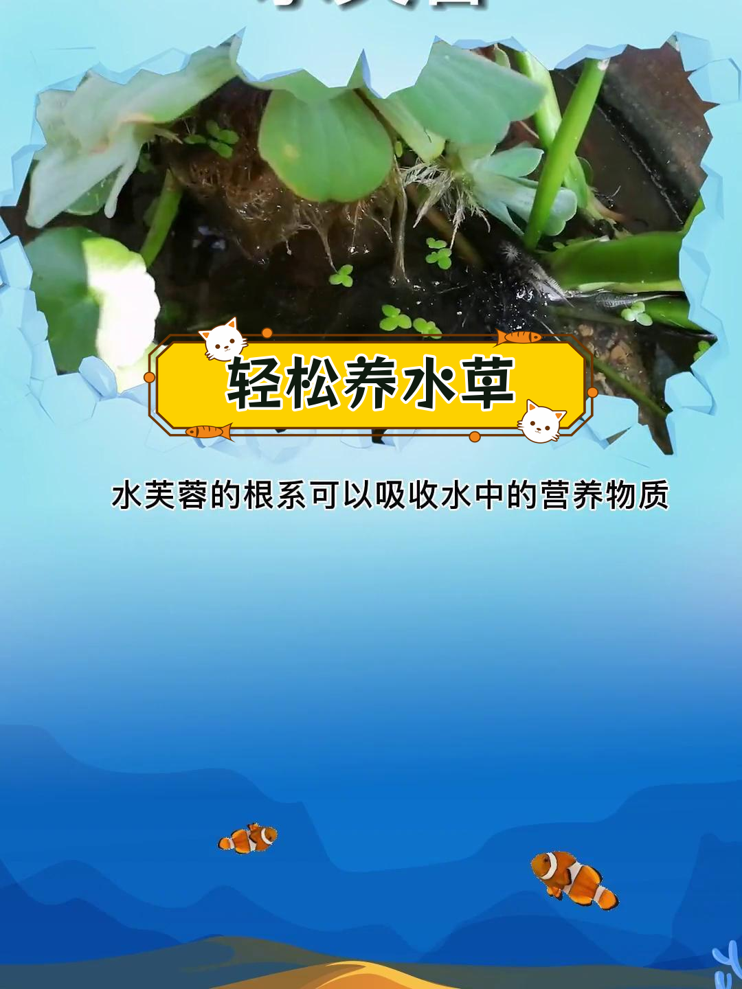水芙蓉:高效净化水质的秘密