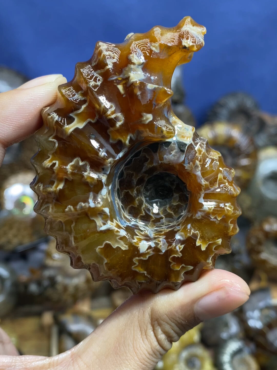 收藏级羊角螺化石一颗 尺寸8cm 6cm