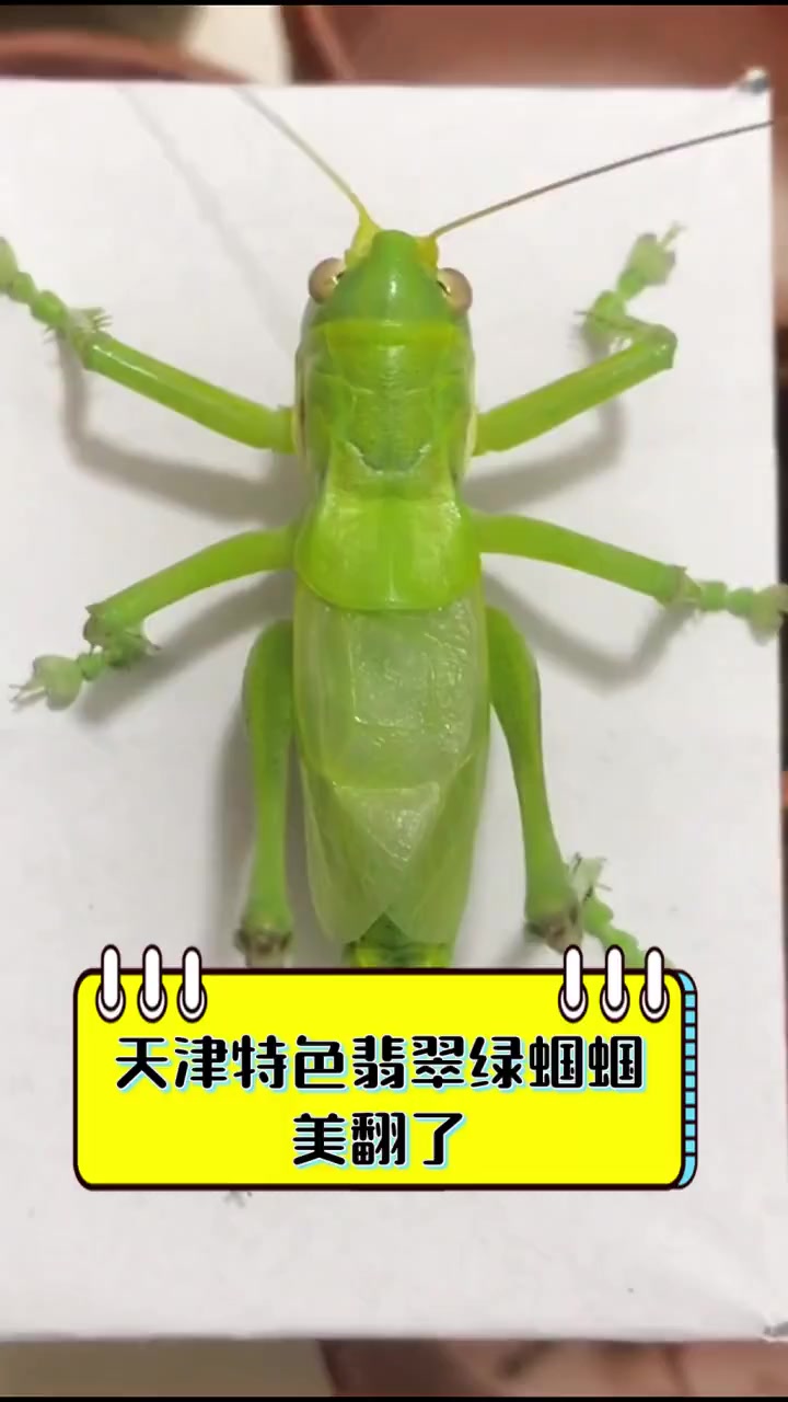 天津特色翡翠绿蝈蝈,美翻了