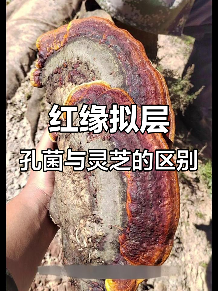 误以为是灵芝的菌类,红缘拟层孔菌的特征揭秘