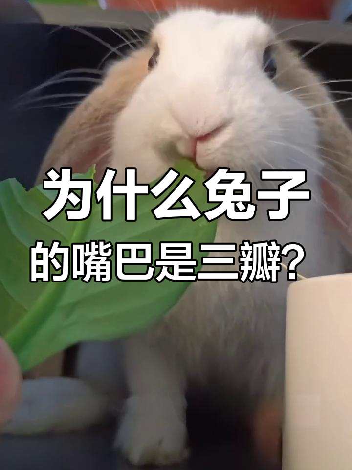 兔子三瓣嘴的秘密:进化的生存技巧