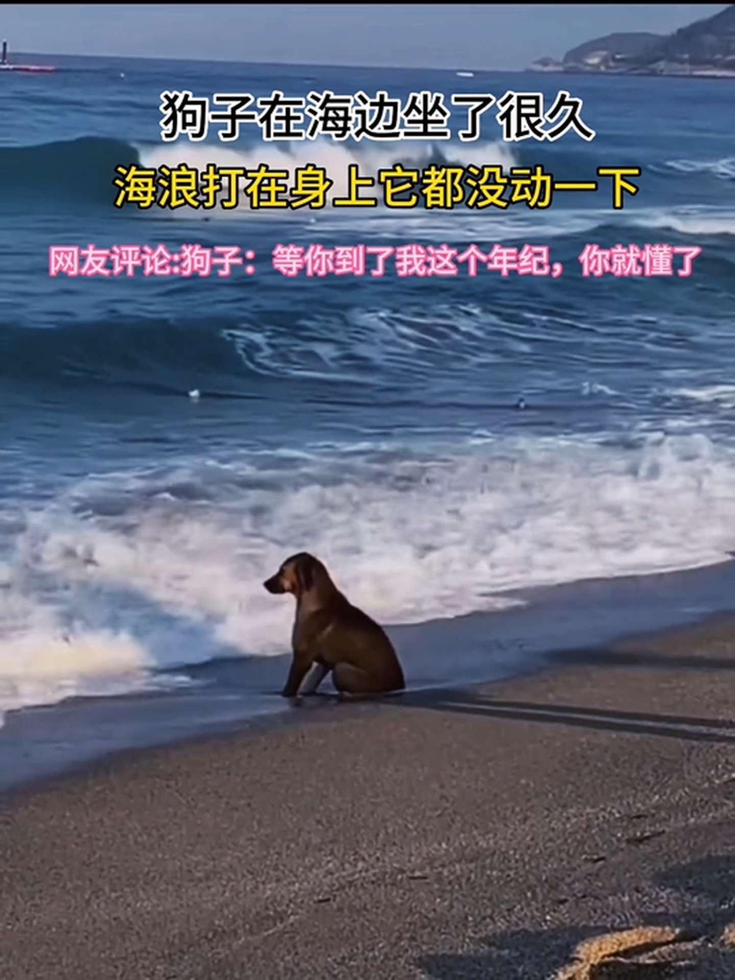 也许狗子也有心事吧 狗狗独自看海 狗狗的心思都写在脸上了 狗狗-度小