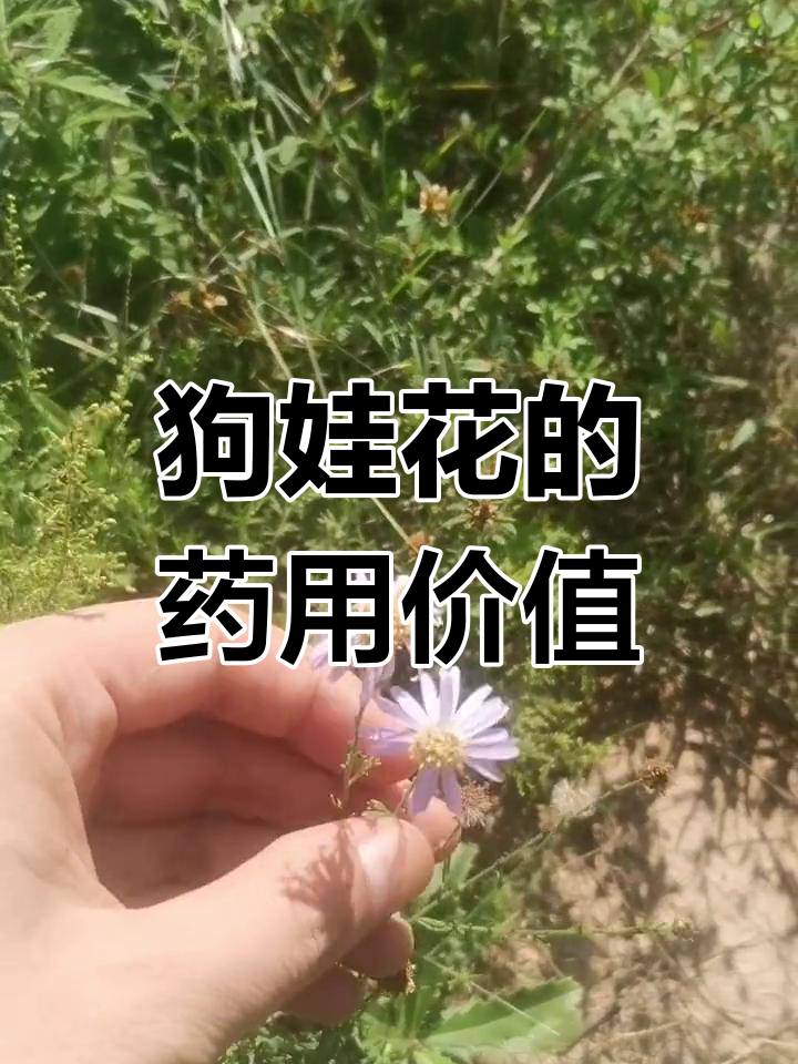 路边野草狗娃花,消肿止痛有奇效