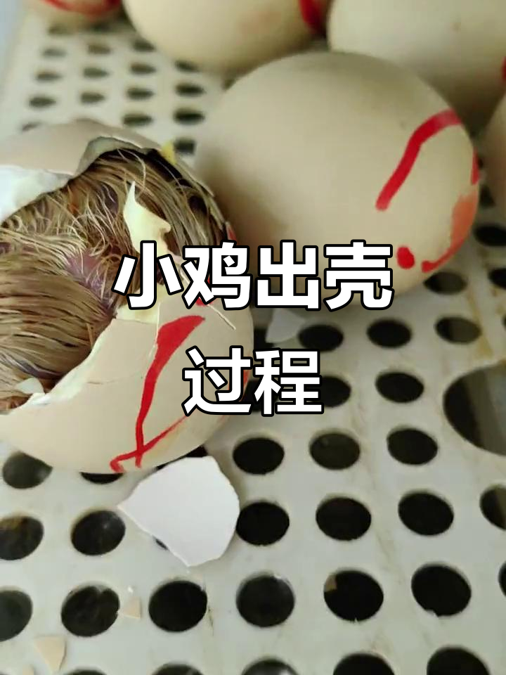 小鸡破壳瞬间,蛋壳宝宝出生全过程