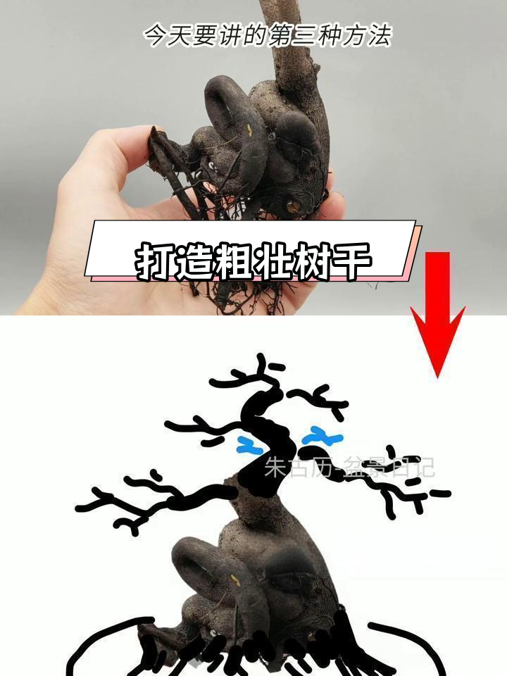 童子功打弯法:快速培养矮霸盆景