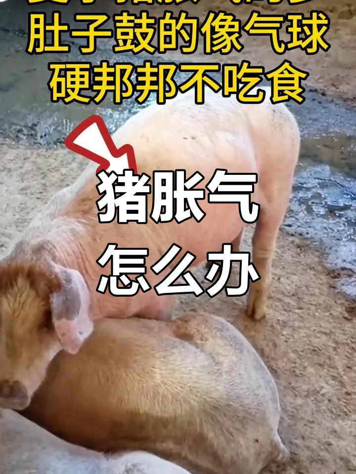 猪肚子胀气怎么治疗图片