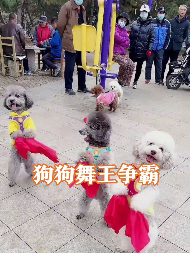小狗穿花衣跳广场舞,甩红绸抢火腿萌翻全场