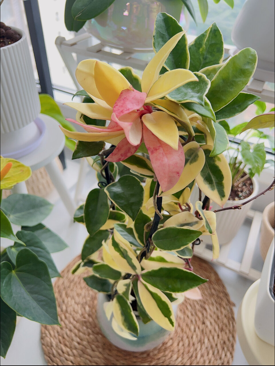 美得开花的三色球兰
