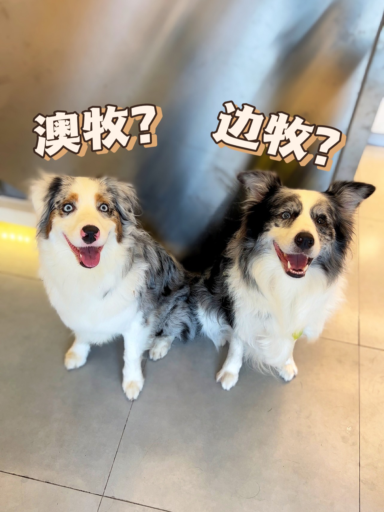 一招辨别澳牧还是边牧