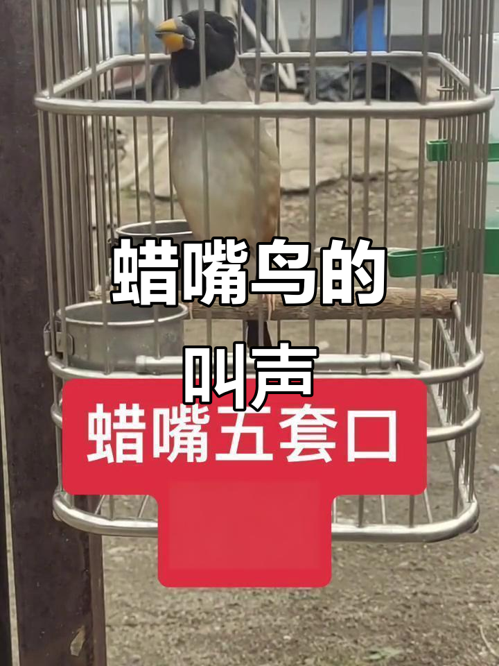 蜡嘴鸟叫声大揭秘,听听它们的独特鸣声