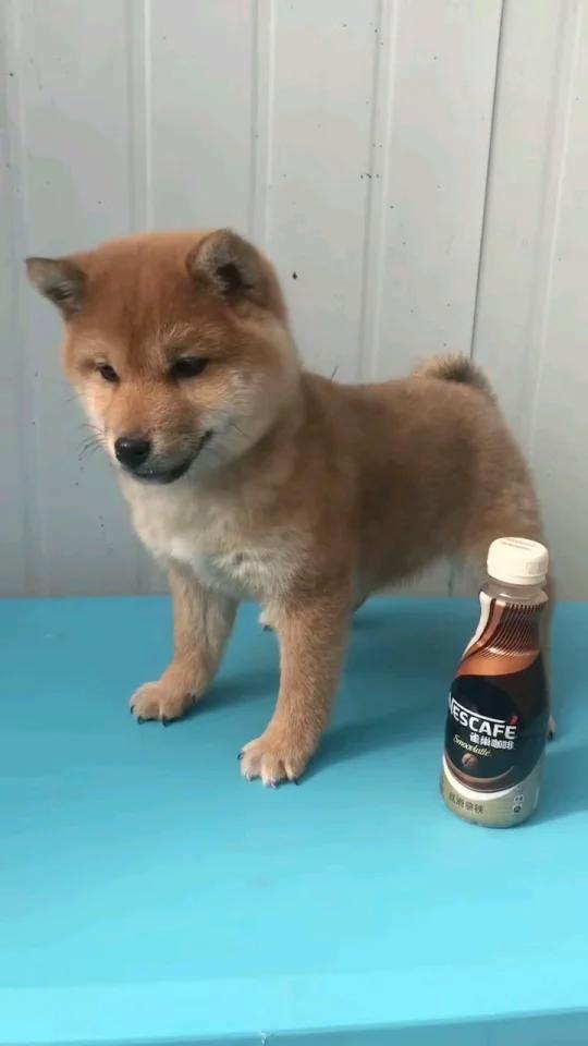 豆柴妹妹找新家啦 快四个月了