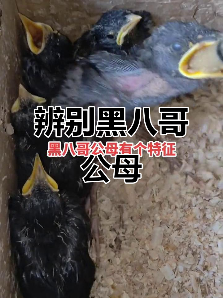 黑八哥公母分辨技巧,这些特征你知道吗?