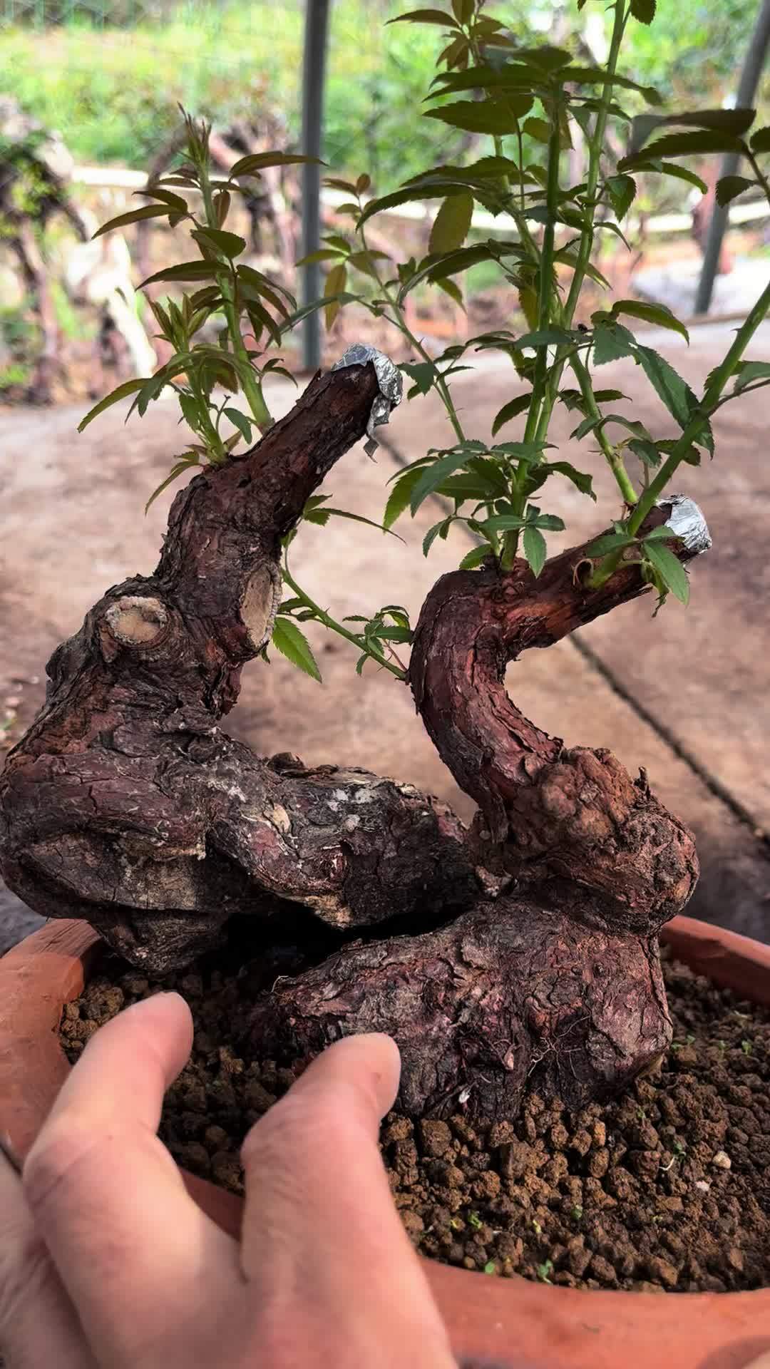 山木香小精品已发芽生根,等冬天就能换盆嫁接姬乙女 嫁接 盆栽 月季