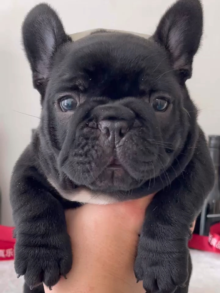 出售黑色法国斗牛犬,肥嘟嘟