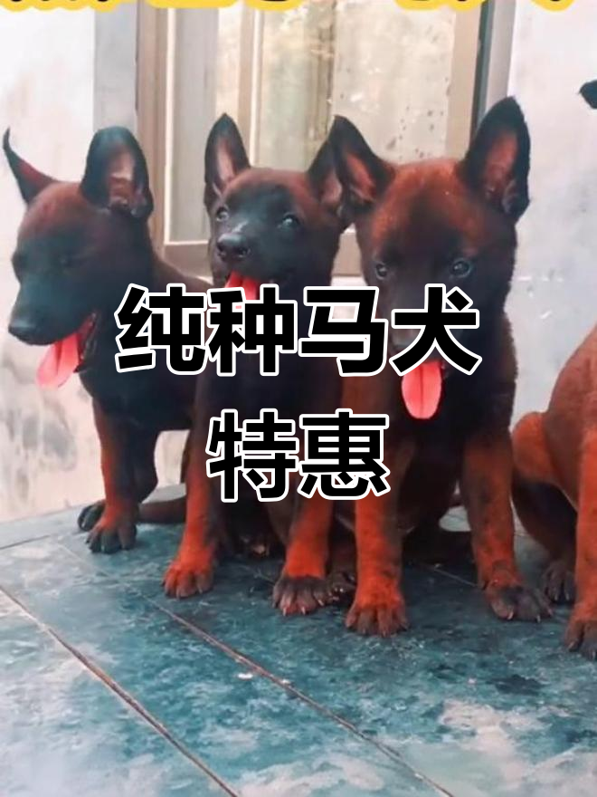 黑狼与马犬杂交品种图片