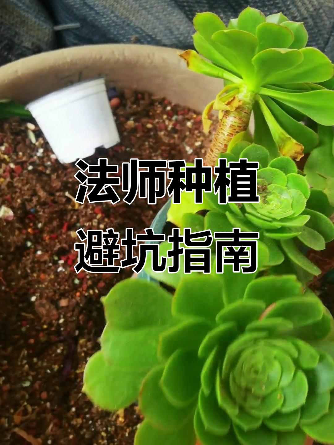 不要再用这种盆种法师了,真的是坑!
