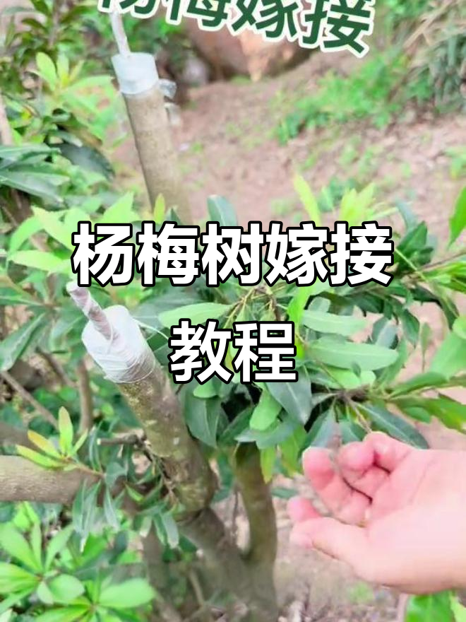 杨梅嫁接技巧全解析,轻松掌握果树修剪与绑扎方法