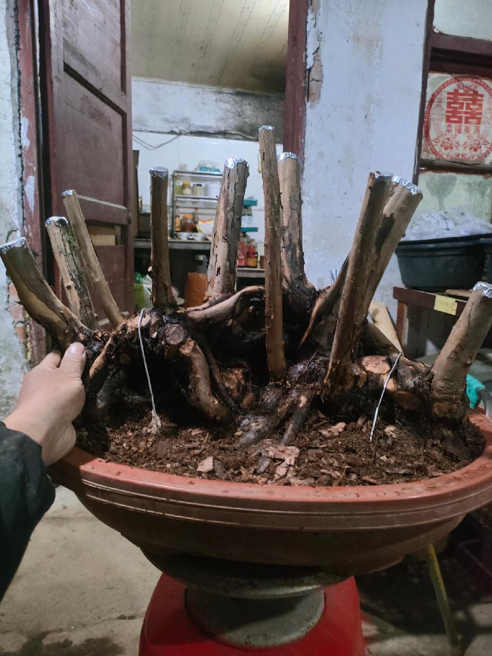 摸黑上盆的刺梨老桩盆景,这个算精品了吧,嫁接姬乙女超级漂亮 花卉