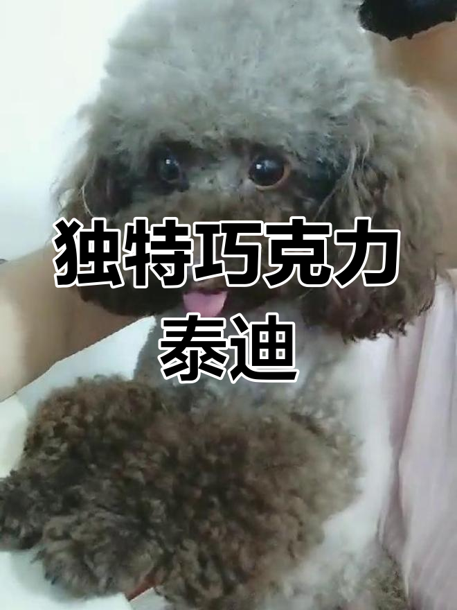 巧克力泰迪只剩四部分,奇特造型引热议!