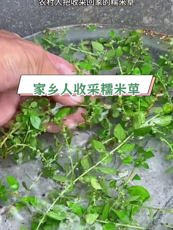 农村糯米草的神奇用途,秋日采摘忙