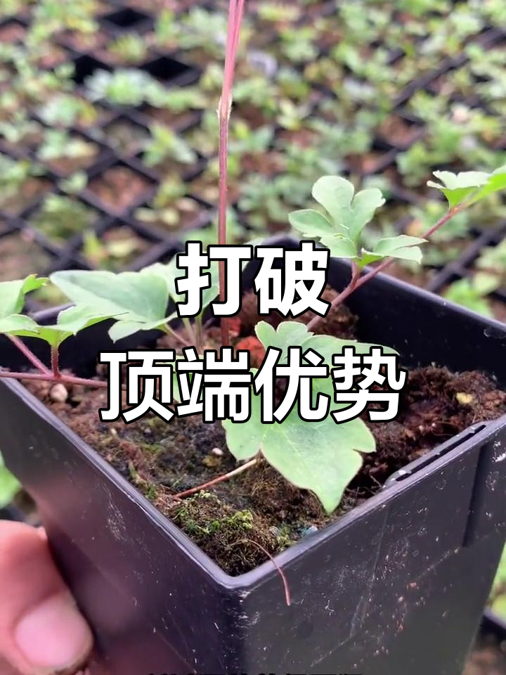 铁线莲修剪方法图片