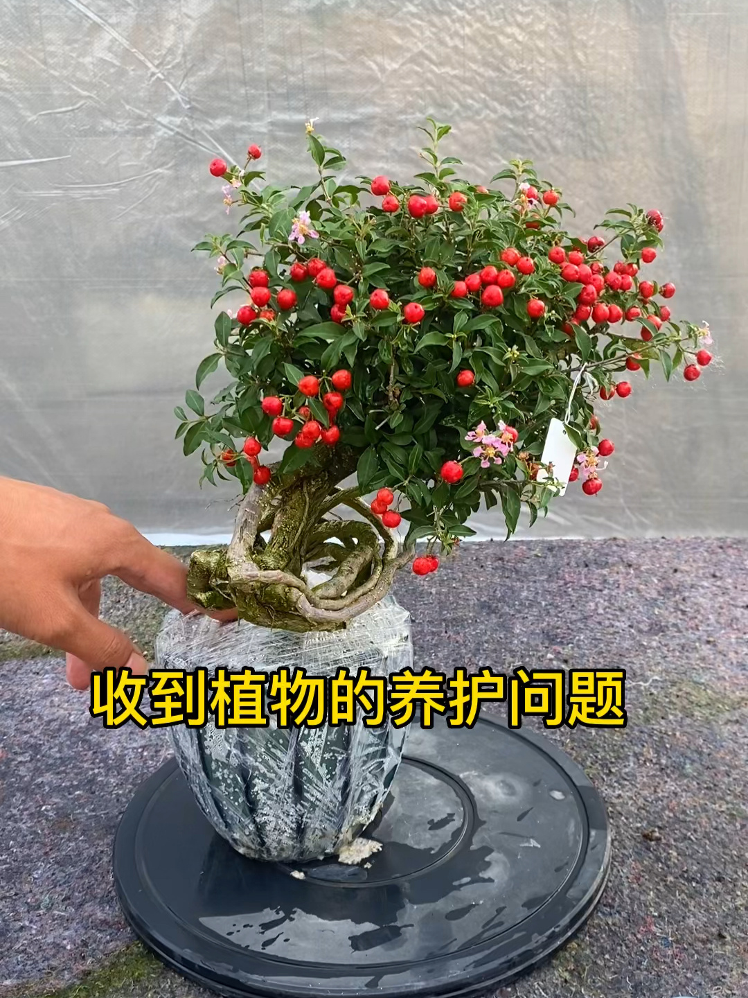 关于李氏樱桃全方面养护问题