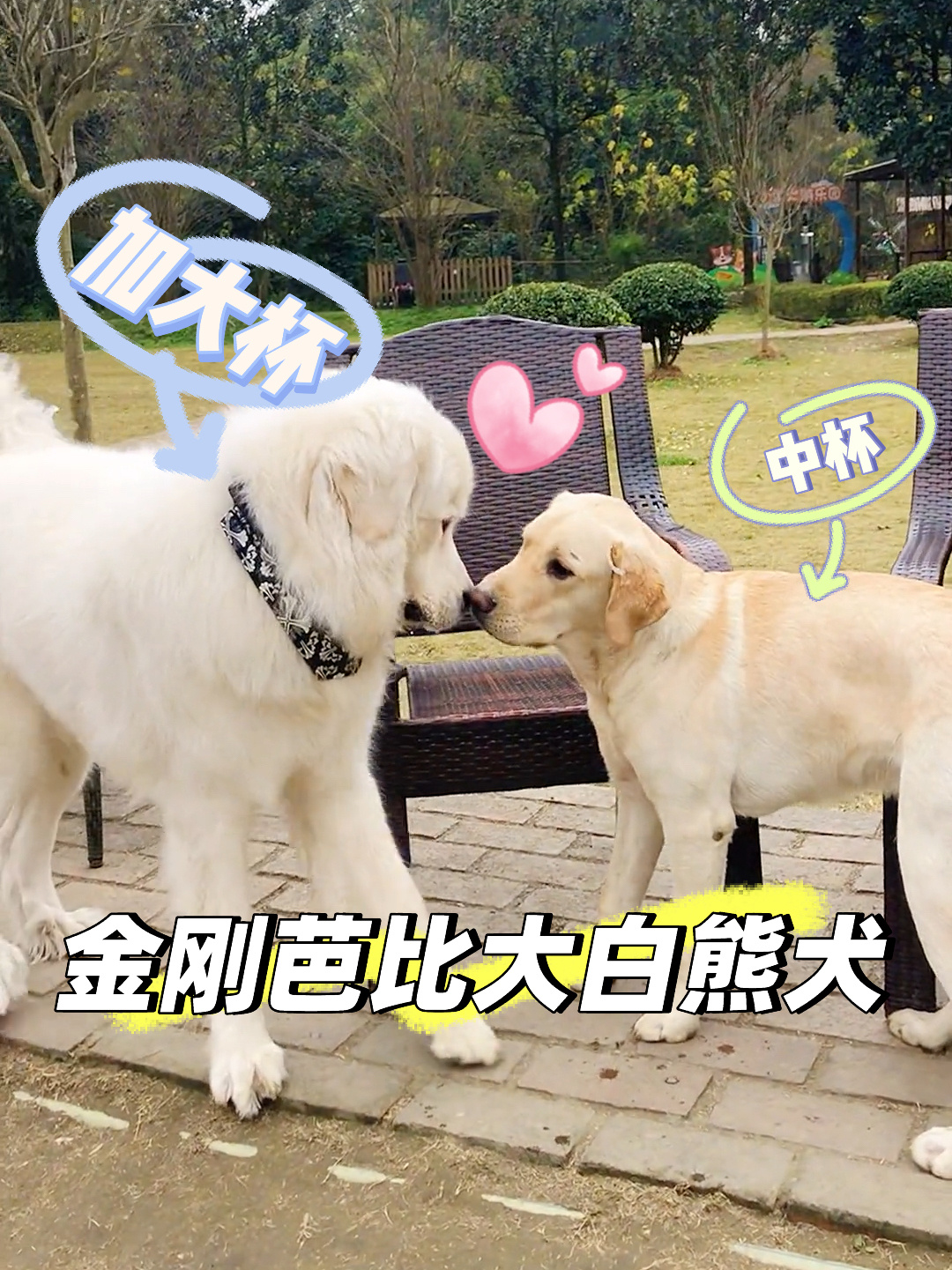 大白熊vs拉布拉多体型差金刚芭比确认